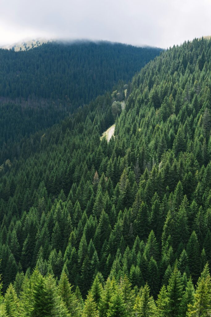 Camping in greenery of Kopaonik mountain